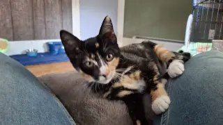 PETUNIA
