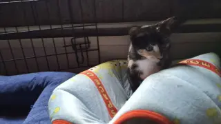 PETUNIA