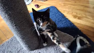 PETUNIA