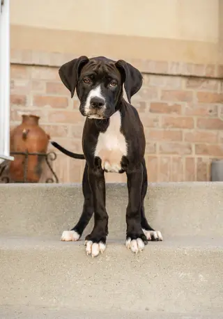 Maple T Pittie