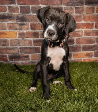 Maple T Pittie