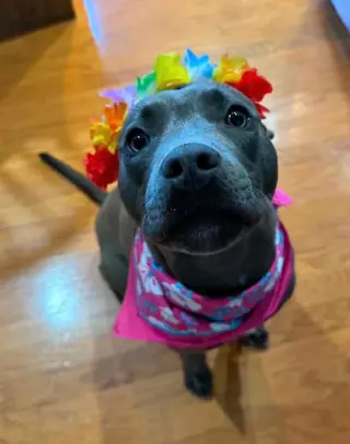 Lambo Athens