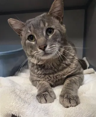 Rocky