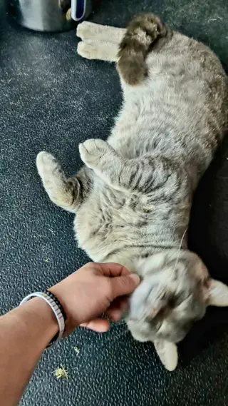 Rocky
