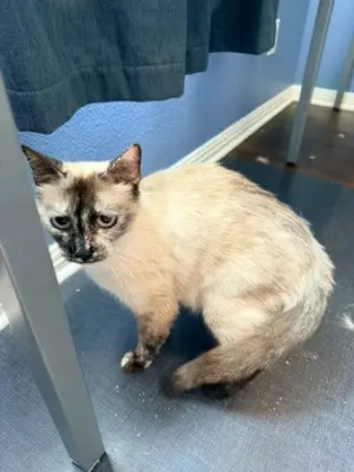 Elara
