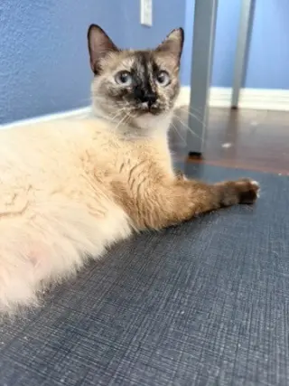 Elara