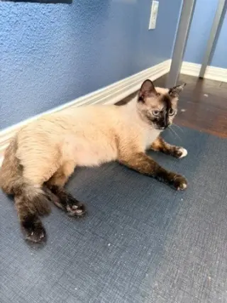 Elara