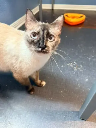Elara