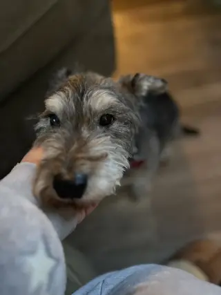 Oscar