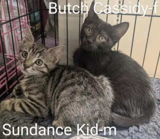 Sundance Kid