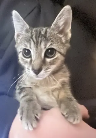 Bubba