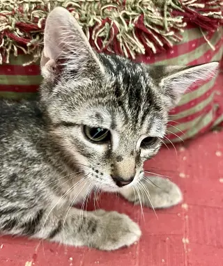 Bubba