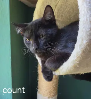 Count