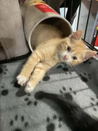 Cheeto