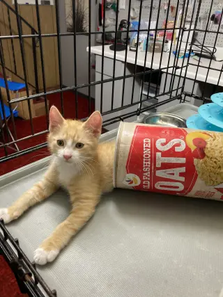 Cheeto
