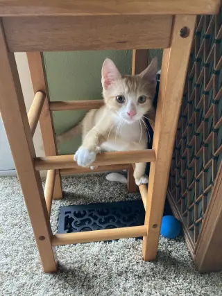 Cheeto