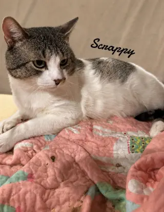 Scrappy