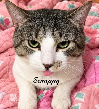 Scrappy
