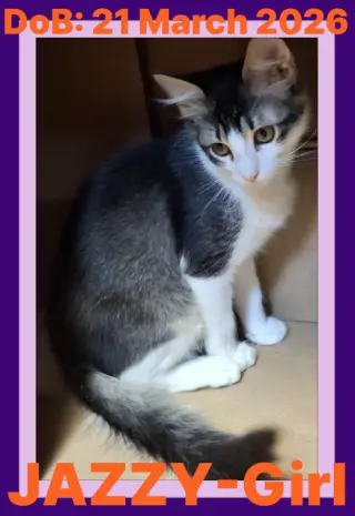 JAZZY