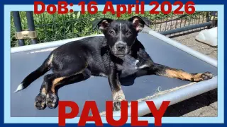 PAULY - Hunter