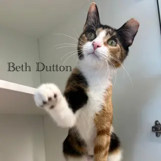 Beth Dutton