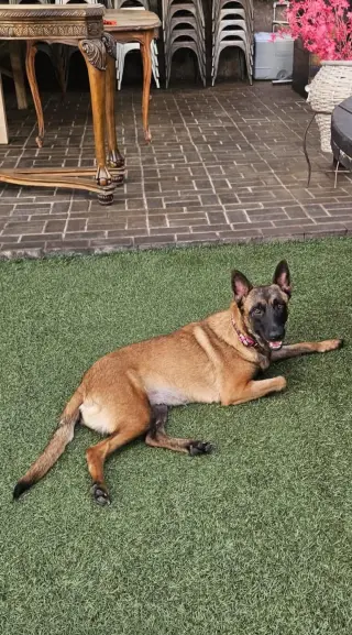Sheba