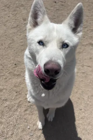 Ghost