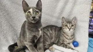 Dixie & Trixie - Bonded Sisters