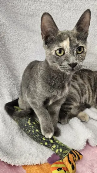 Dixie & Trixie - Bonded Sisters