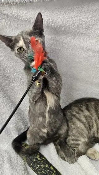 Dixie & Trixie - Bonded Sisters