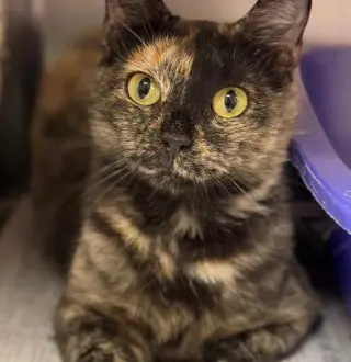 Hallie