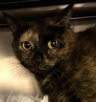 Hallie