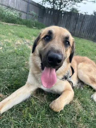 Kenji