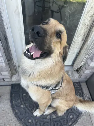 Kenji