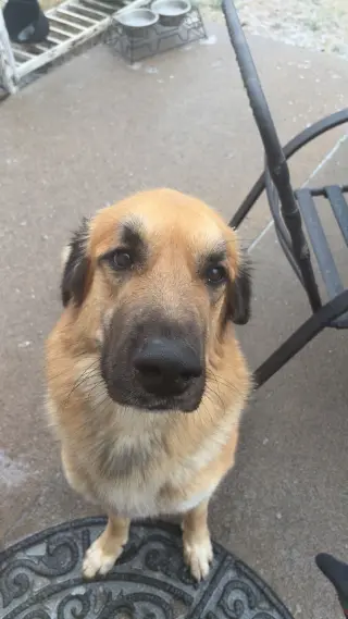 Kenji