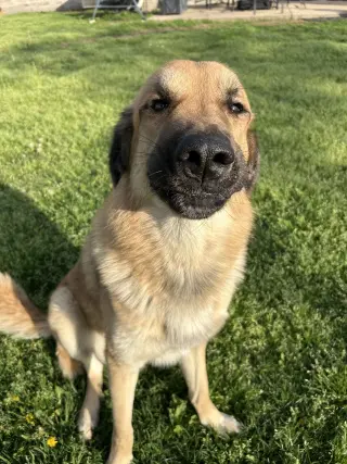 Kenji