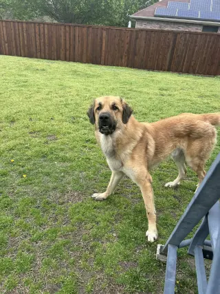 Kenji