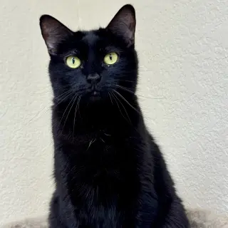 Coco