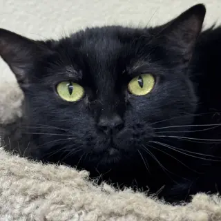 Coco
