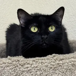 Coco