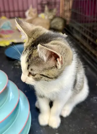 Sawyer