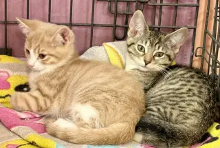 Sherbet