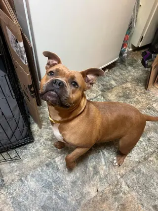 Nugget