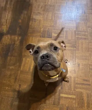 Nugget