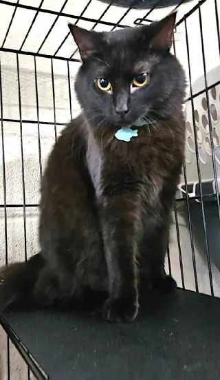 Cinder
