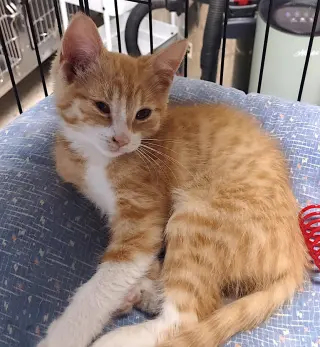 Jag