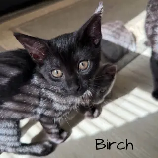 Birch