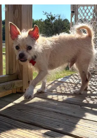 Mr Pepper