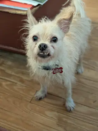Mr Pepper