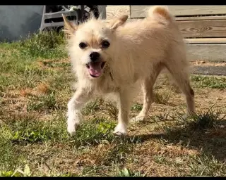 Mr Pepper